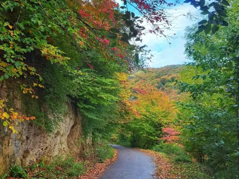 جنگل نقله بر - تصویر 4