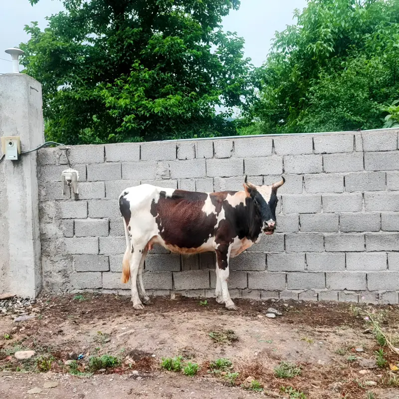 روستای دیزکوه - تصویر 1