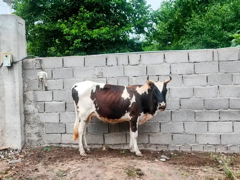 روستای دیزکوه - تصویر 1