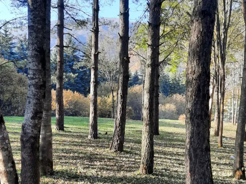 بوستان جنگلی صیقل محله - تصویر 1