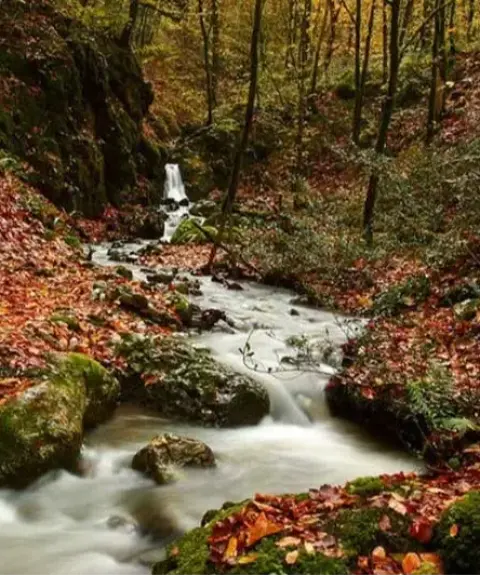 جنگل راش، مازندران