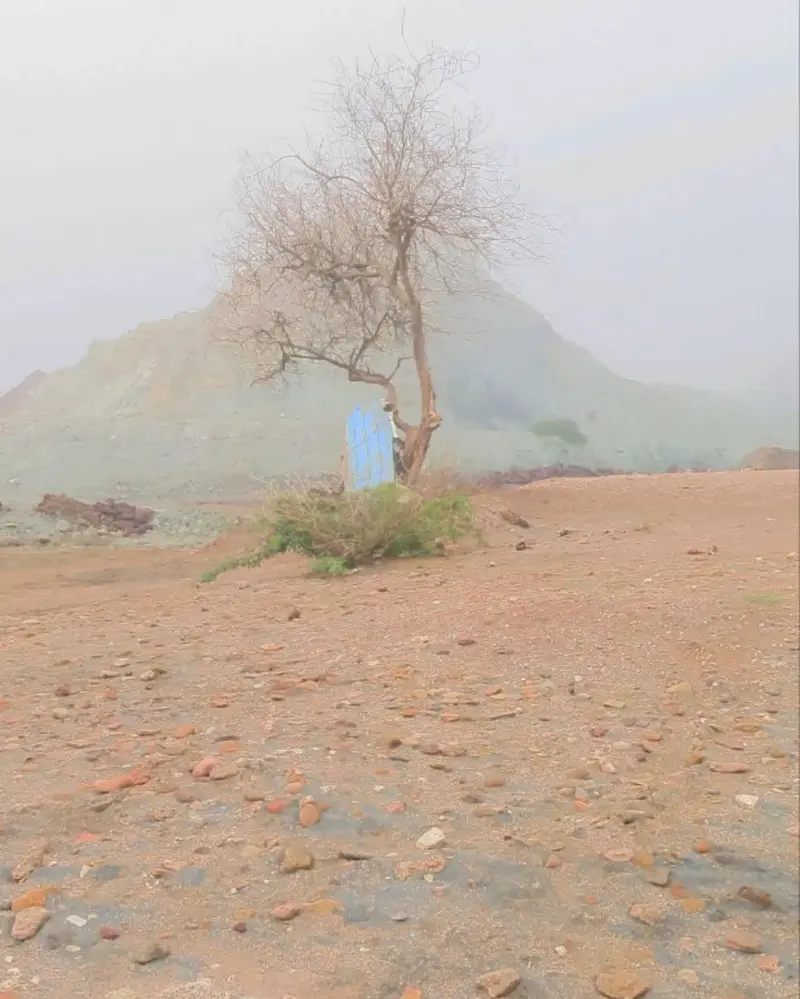 ساحل تک درخت - تصویر 2