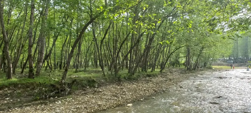 جنگل بلیران - تصویر 8