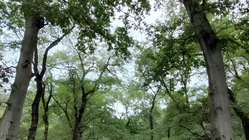 جنگل سوته - تصویر 2