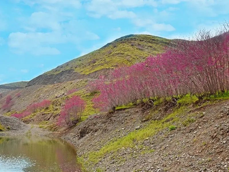دره ارغوان دامچه - تصویر 4