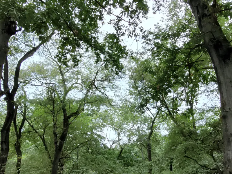 جنگل سوته - تصویر 2