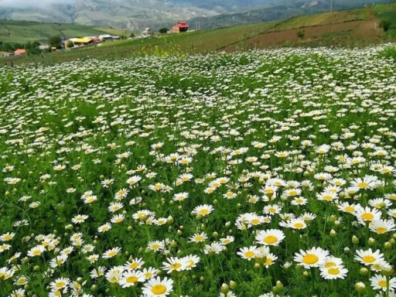 دشت استارم - تصویر 5