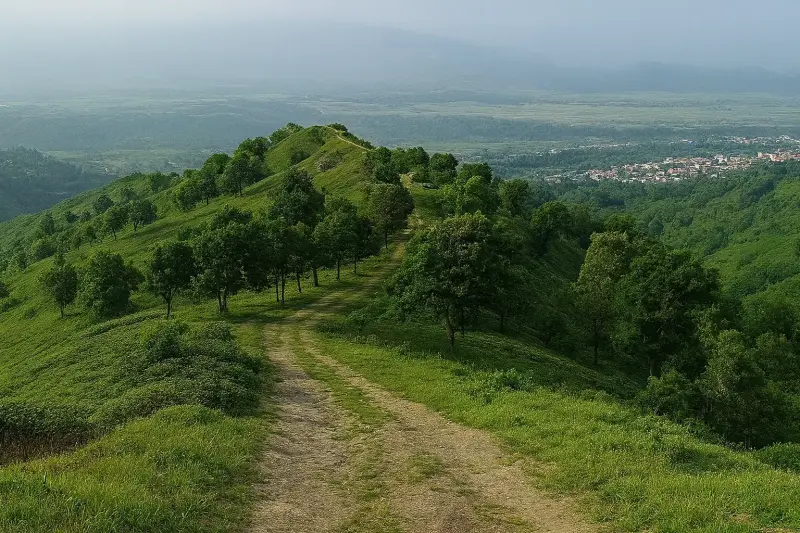 املش - تصویر 1