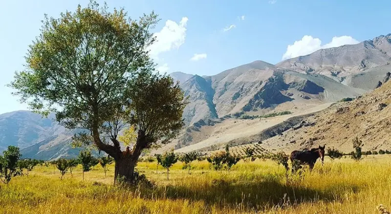 روستای افجه - تصویر 9