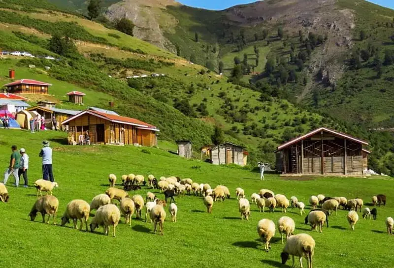ییلاق سوئه‌چاله - تصویر 5