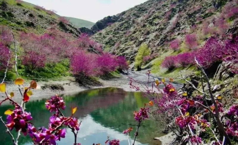 تفرجگاه جنگلی ششدار - تصویر 5
