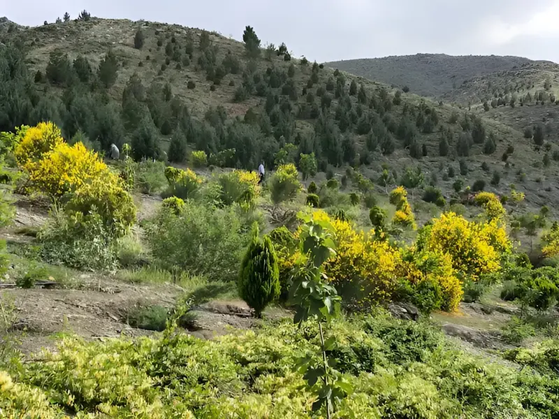 اکو پارک چهل بوستان