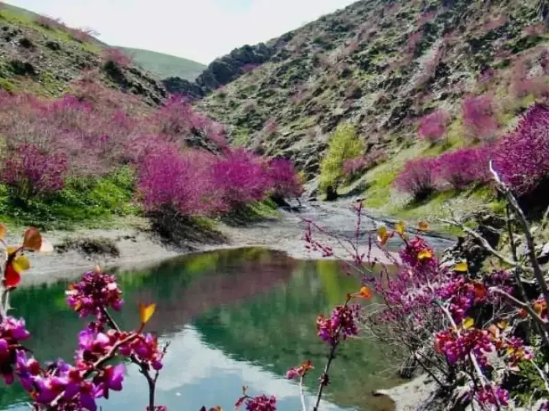 تفرجگاه جنگلی ششدار - تصویر 5