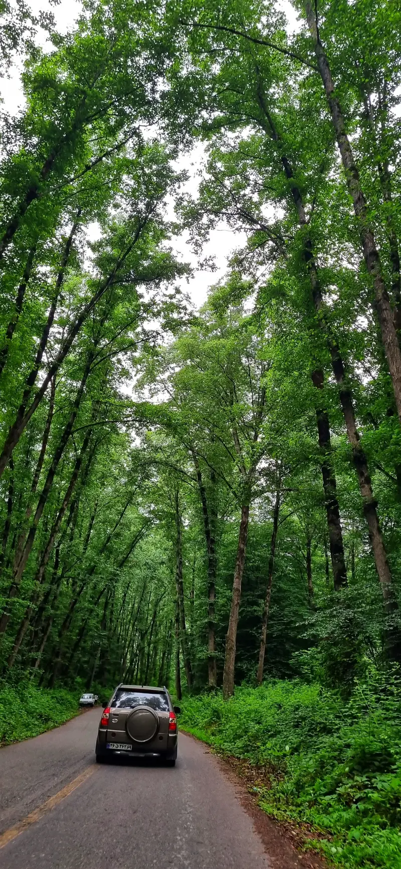 جنگل نرگسی - تصویر 9