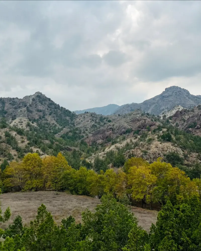 جنگل آنزا - تصویر 3