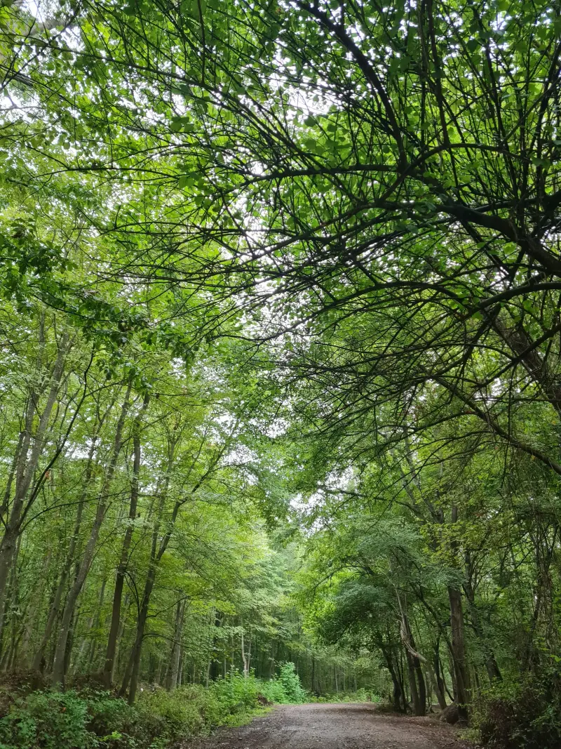 پارک جنگلی زاهدکلا - تصویر 12