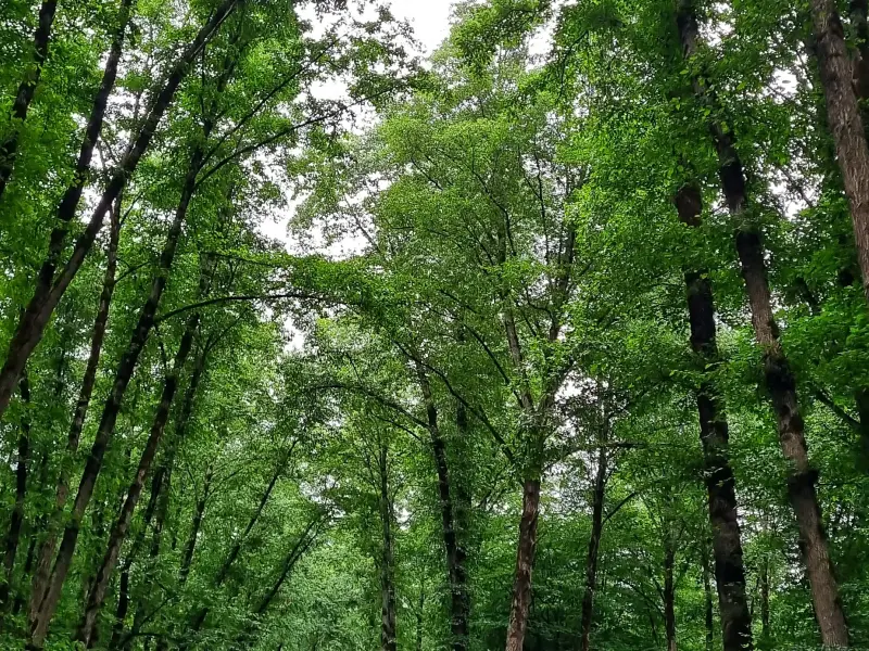 جنگل نرگسی - تصویر 9