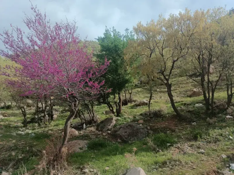 تنگه ارغوان - تصویر 6