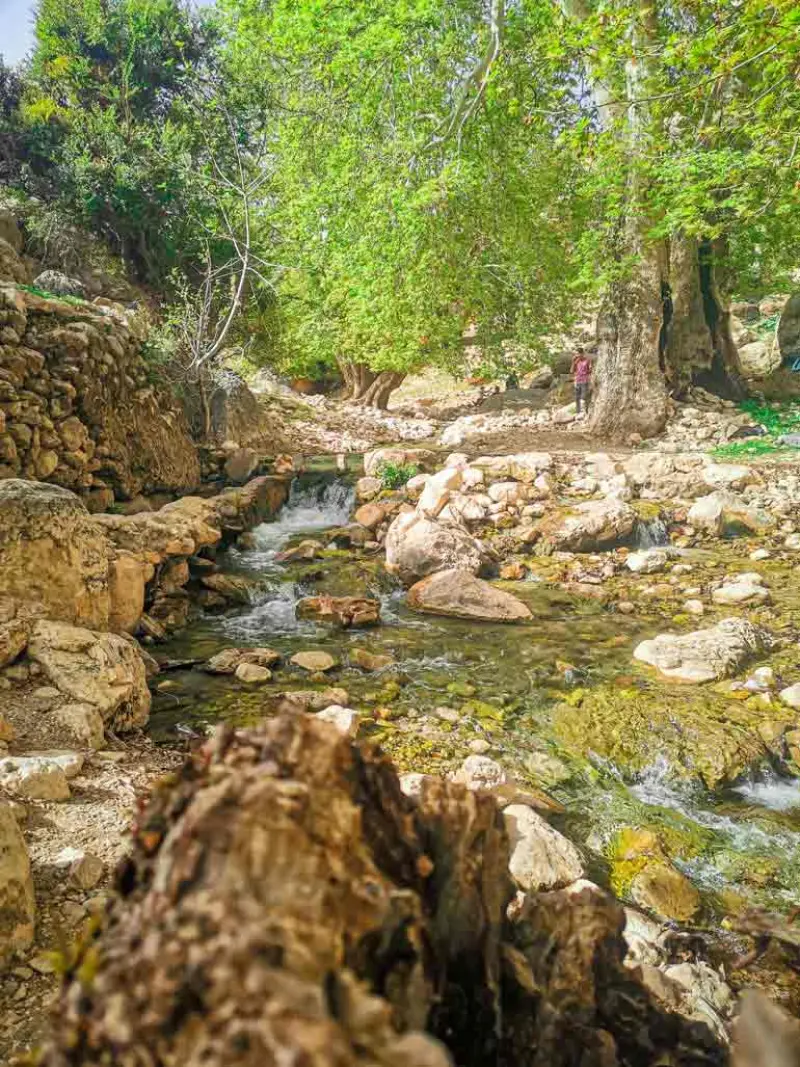 جنگل دشت موک - تصویر 1