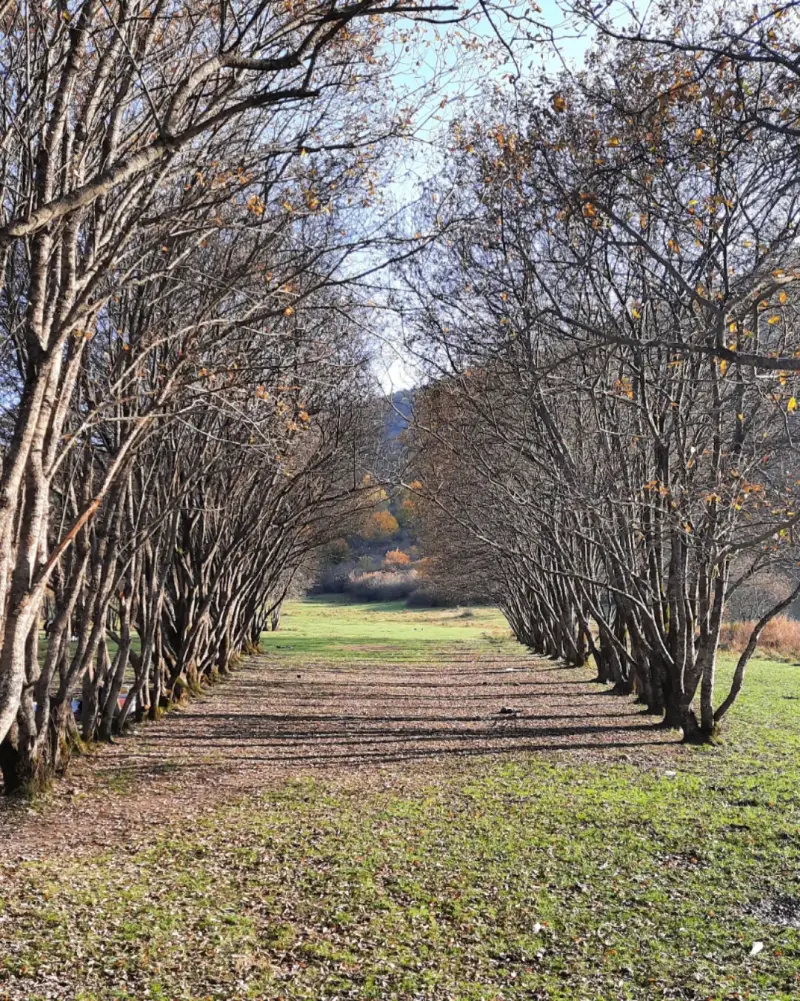 بوستان جنگلی صیقل محله - تصویر 4