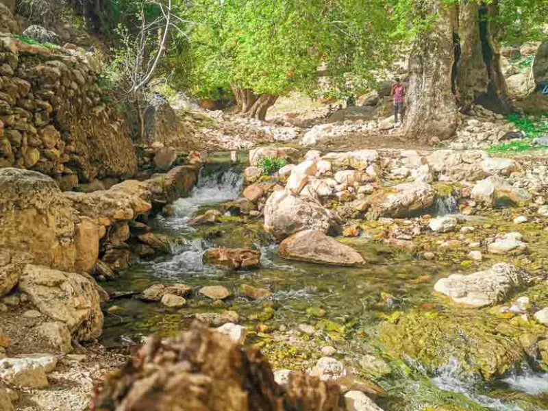 جنگل دشت موک - تصویر 1