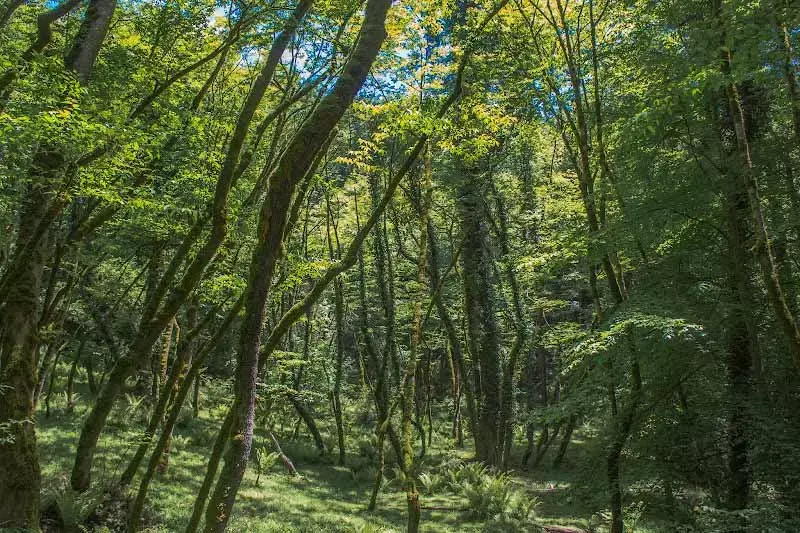 جنگل انجیلی - تصویر 1
