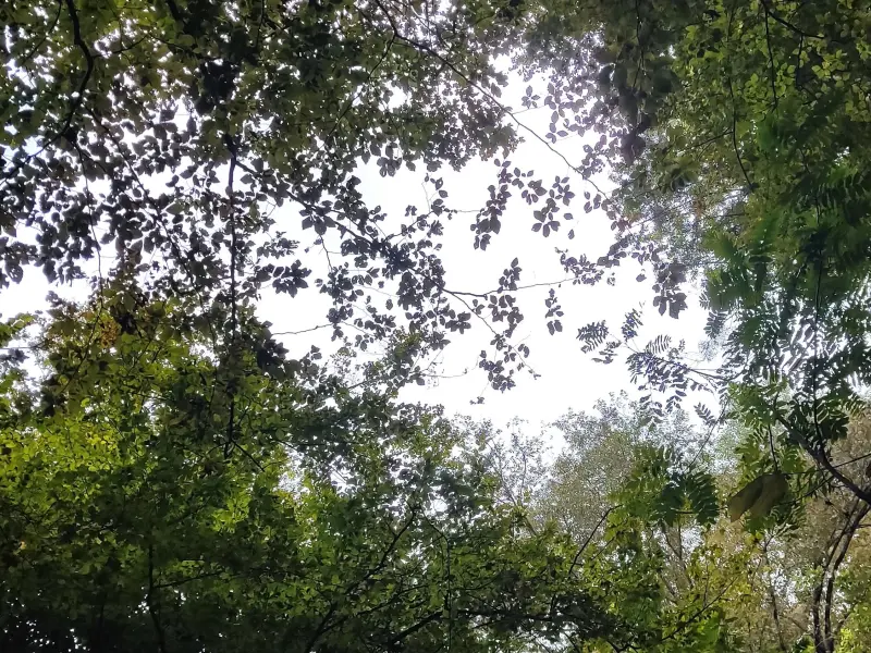 پارک جنگلی نور - تصویر 9