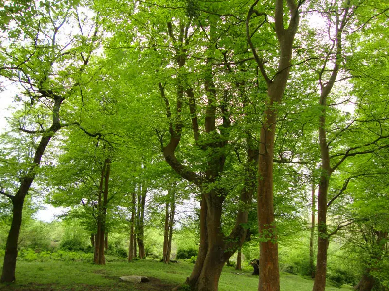 منطقه حفاظت شده گاز گیشه - تصویر 4
