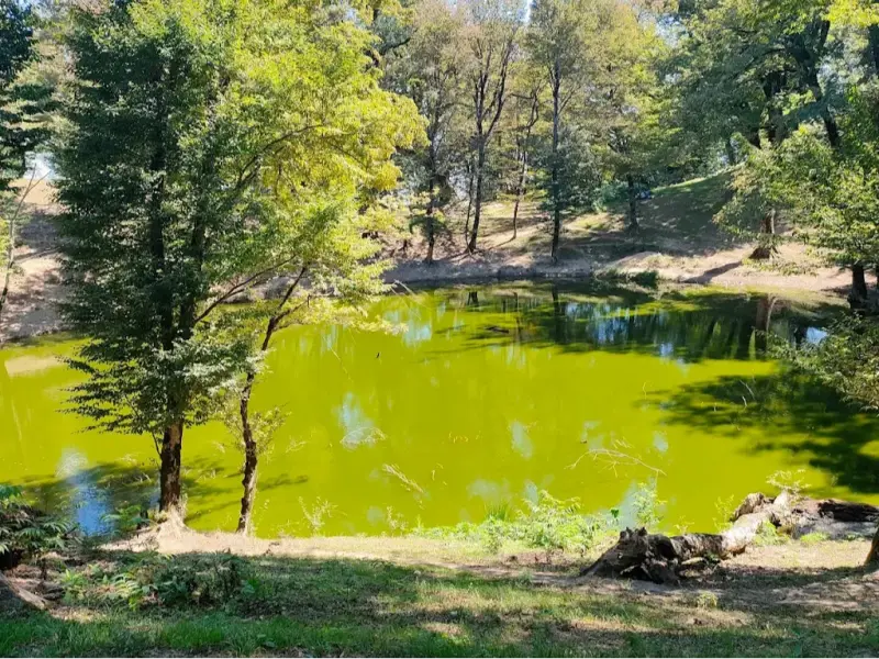 مرداب نیلکوه