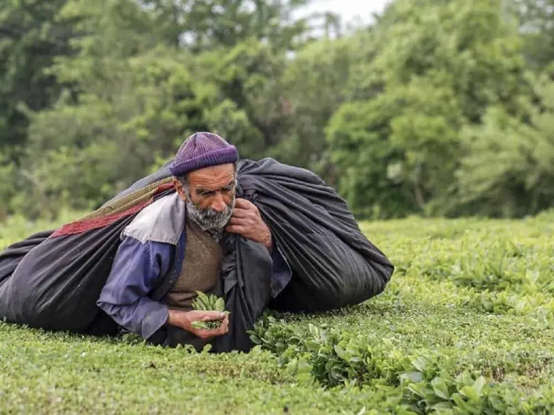روستای سَطَل‌سِر - تصویر 3