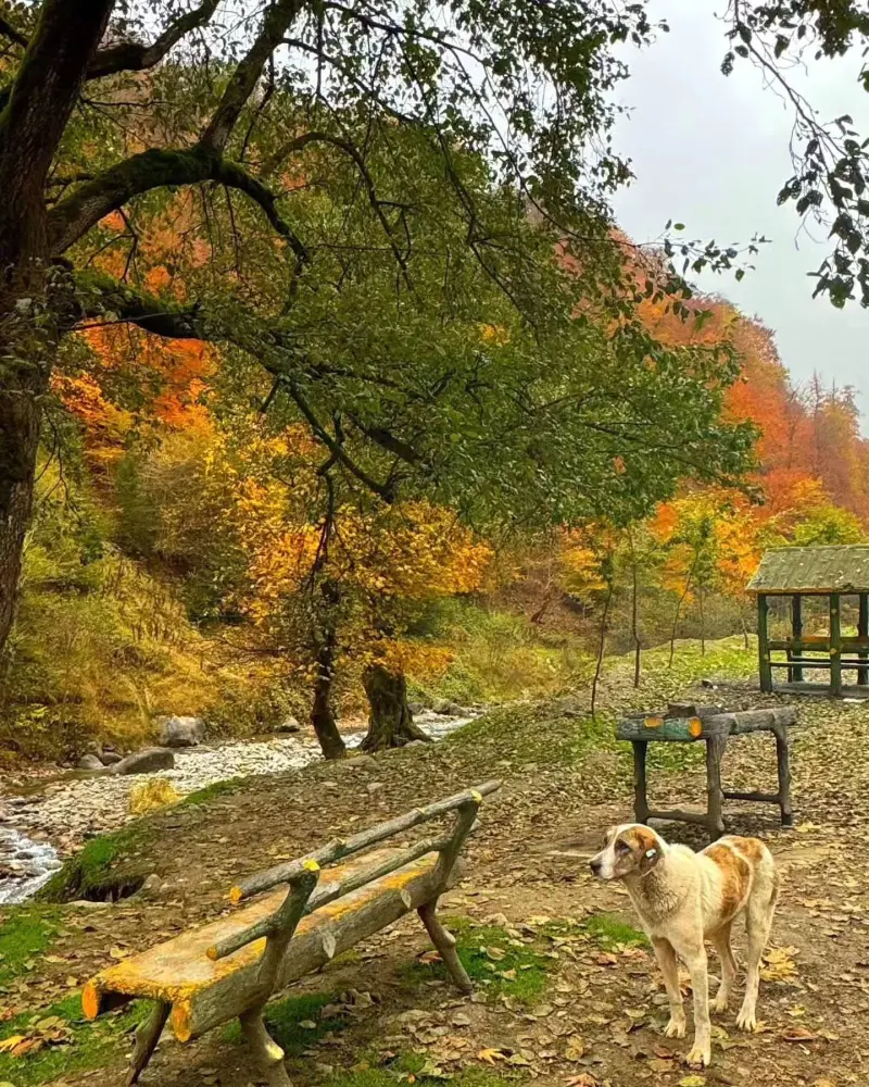 پارک جنگلی رودبارک - تصویر 4