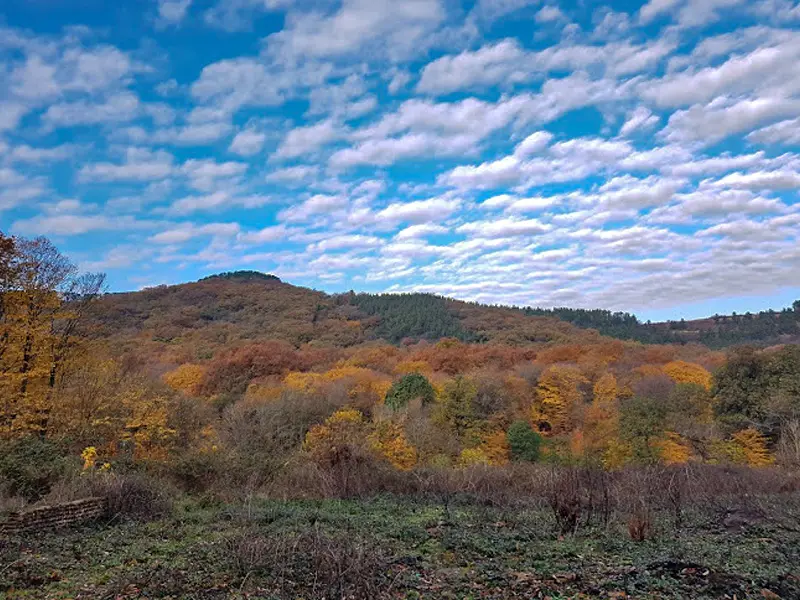 جنگل النگدره گرگان - تصویر 3