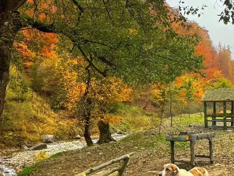 پارک جنگلی رودبارک - تصویر 4