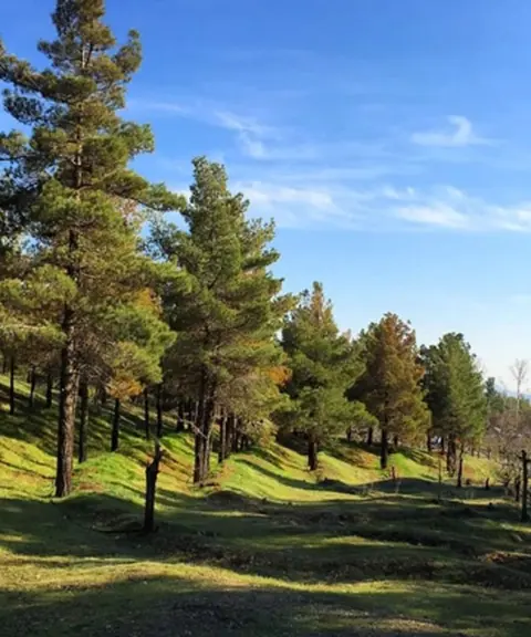 پارک جنگلی لویزان، تهران