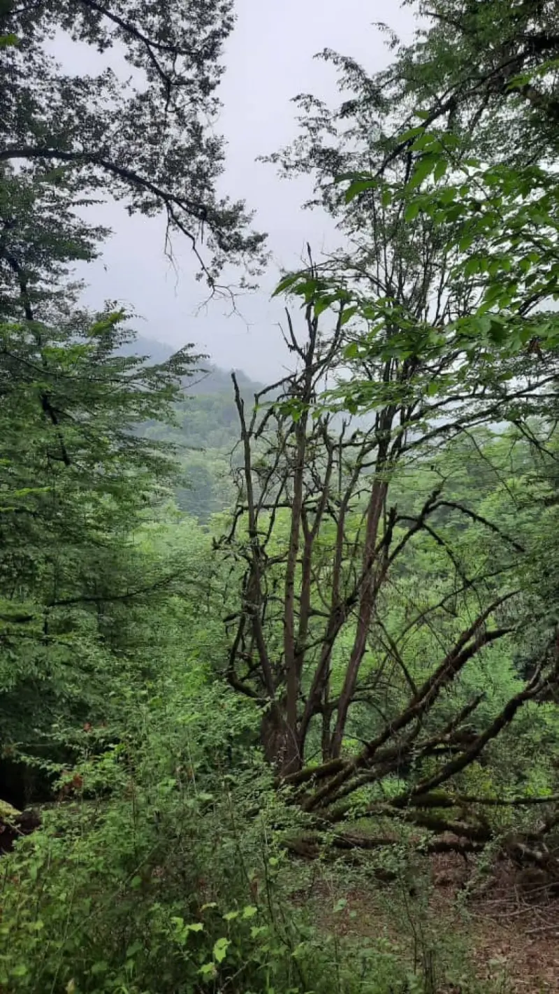 پارک جنگلی کشپل - تصویر 9