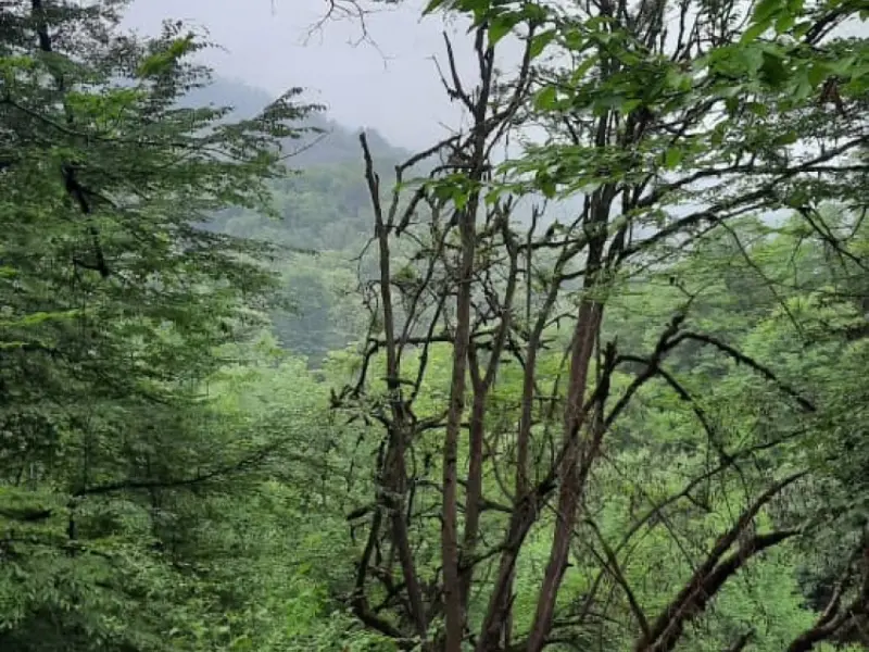 پارک جنگلی کشپل - تصویر 9