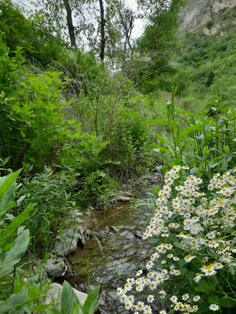 جنگل آنزا - تصویر 4