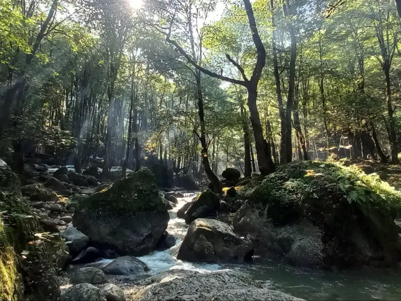 پارک جنگلی مندی
