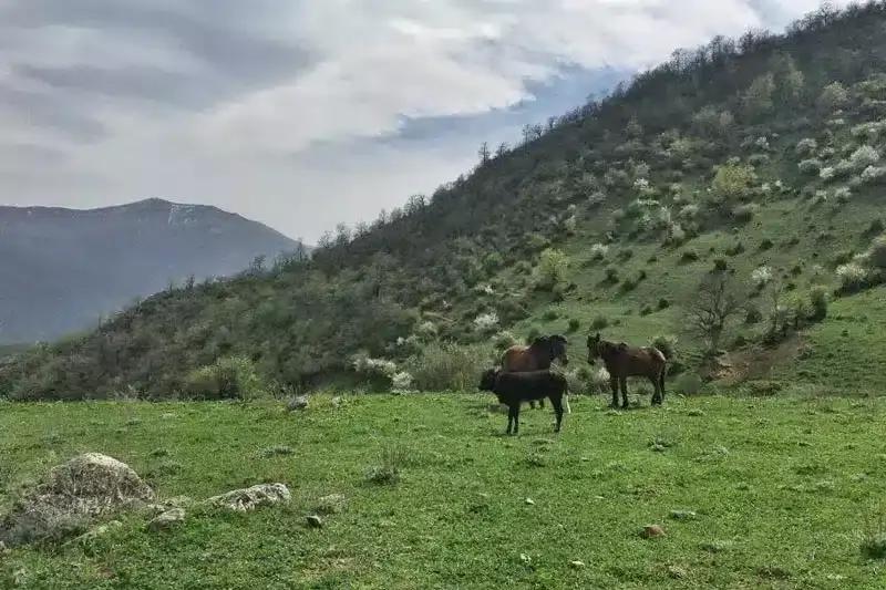 قله ارفع کوه - تصویر 6