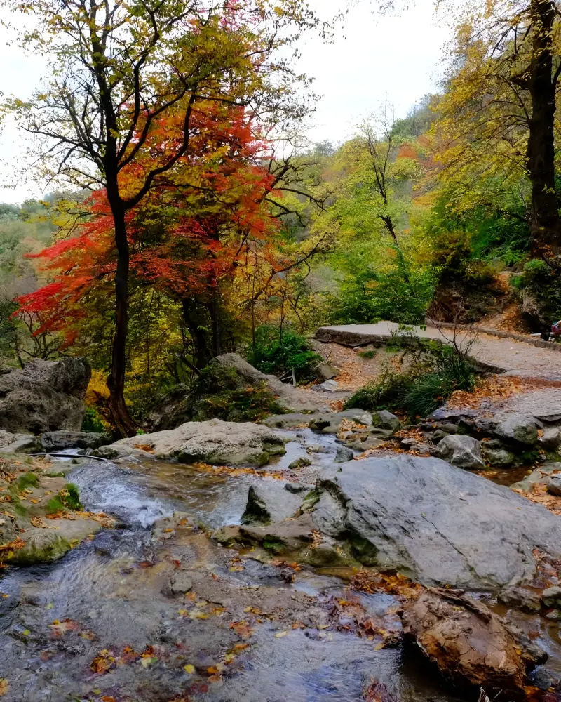جنگل کبودوال - تصویر 3