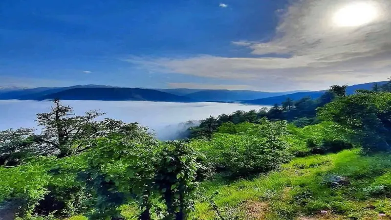 جنگل دالخانی - تصویر 3