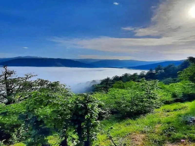 جنگل دالخانی - تصویر 3