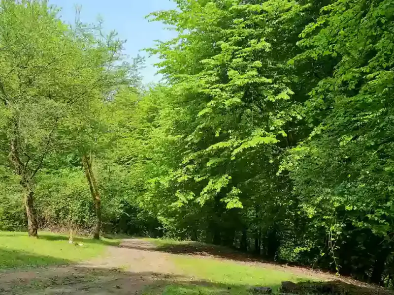 جنگل بلیران - تصویر 1