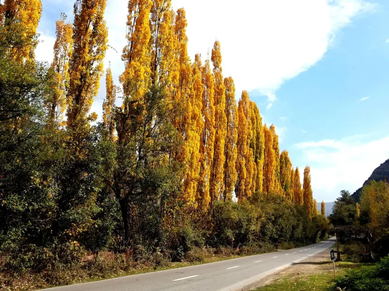پارک جنگلی زاهدکلا