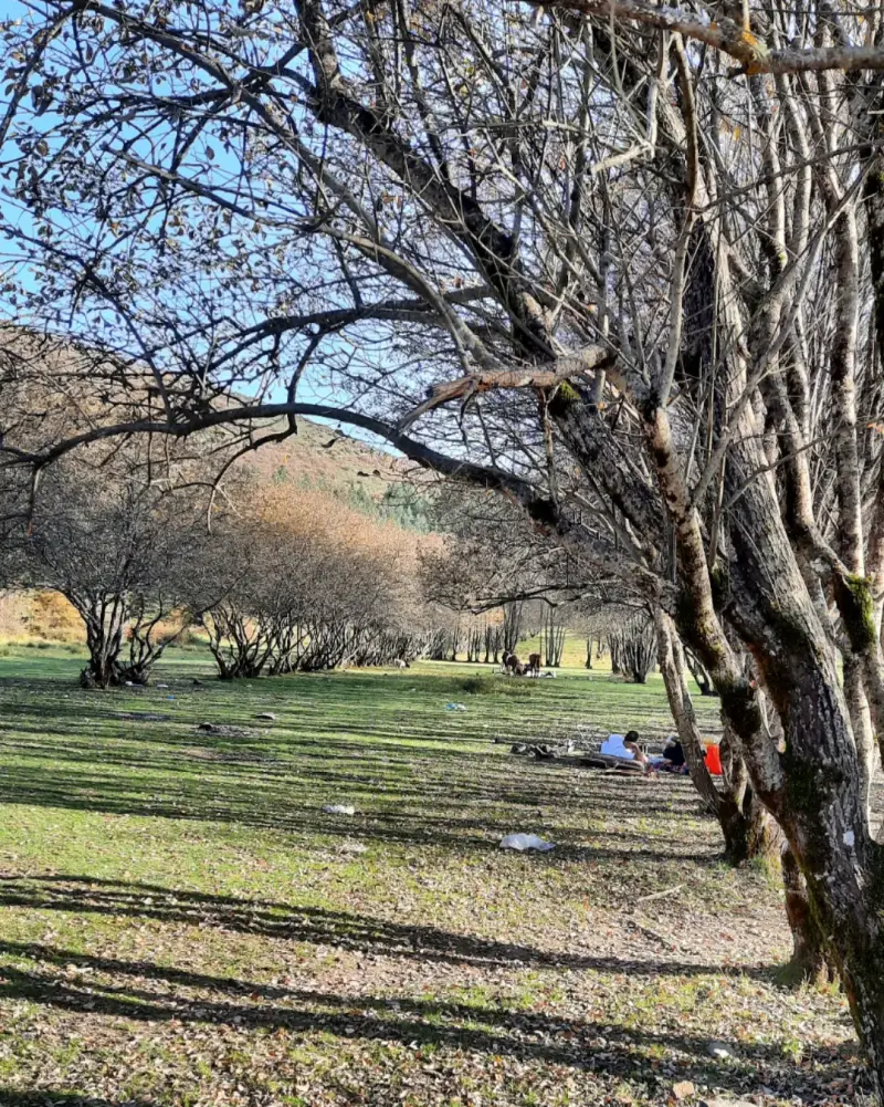 بوستان جنگلی صیقل محله - تصویر 6
