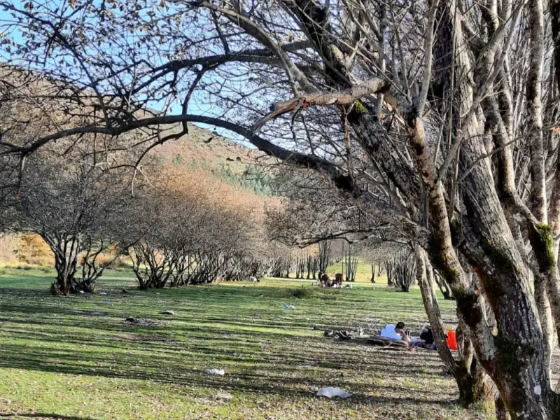بوستان جنگلی صیقل محله - تصویر 6