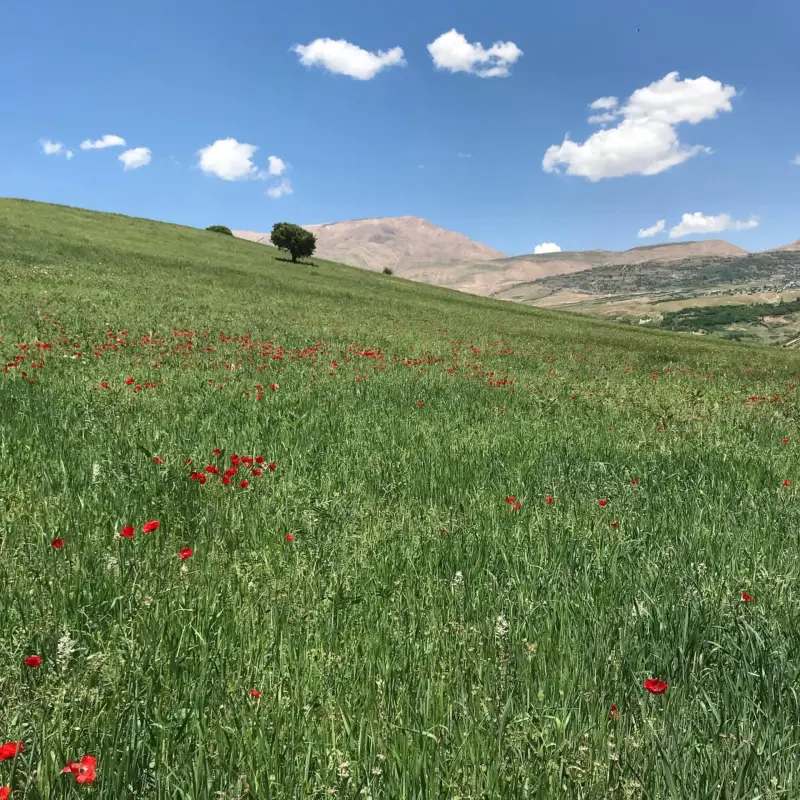 تالاب غربی سولگان - تصویر 3