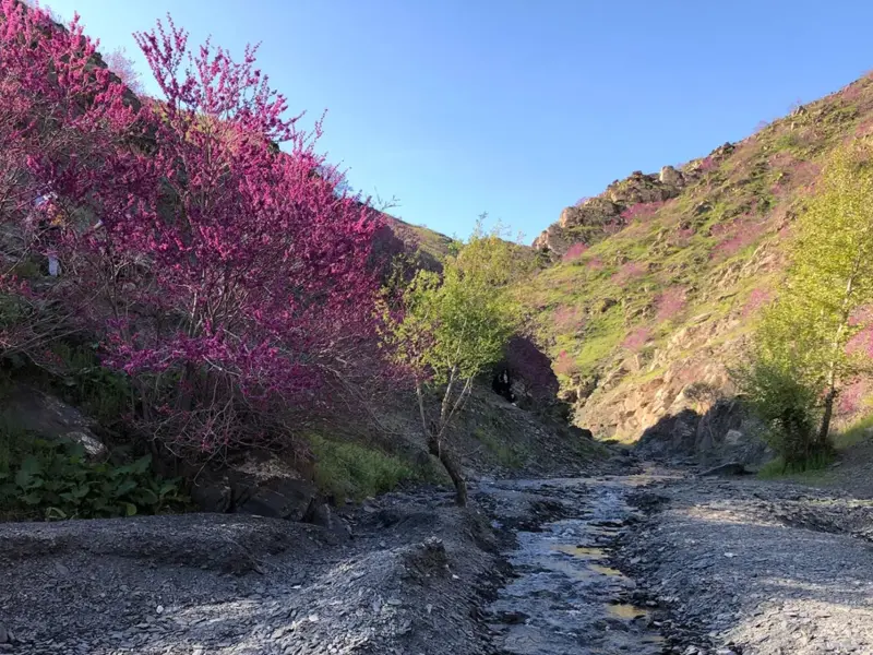 دره ارغوان دامچه - تصویر 3