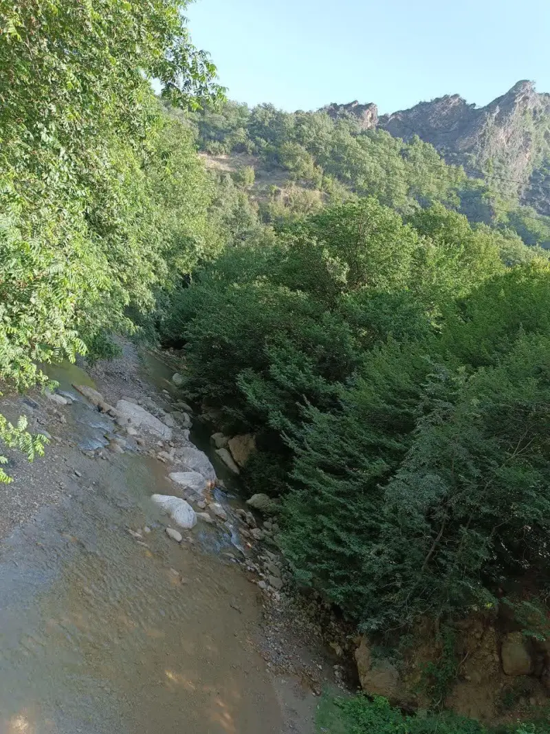 جنگل چهل چای - تصویر 5