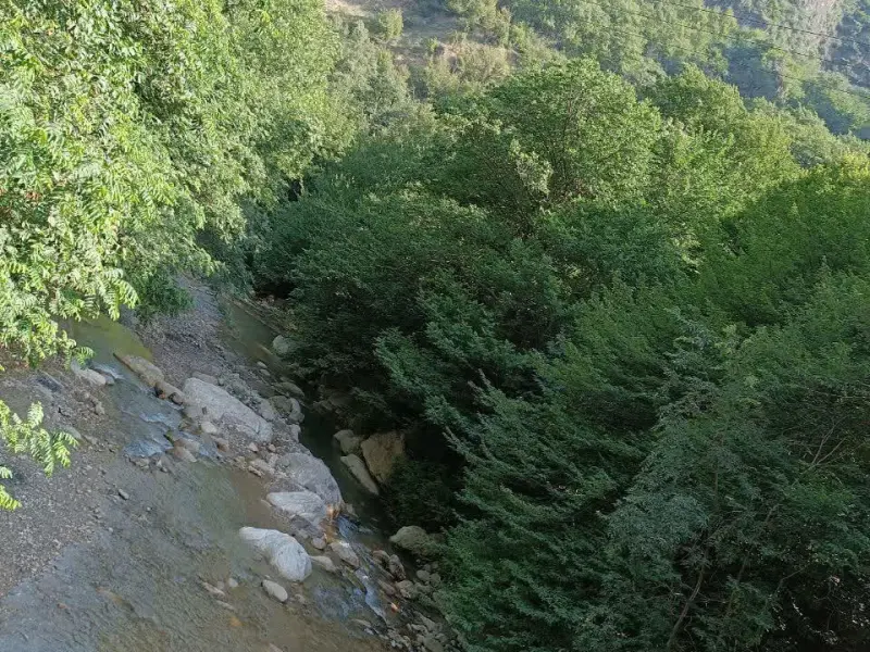 جنگل چهل چای - تصویر 5